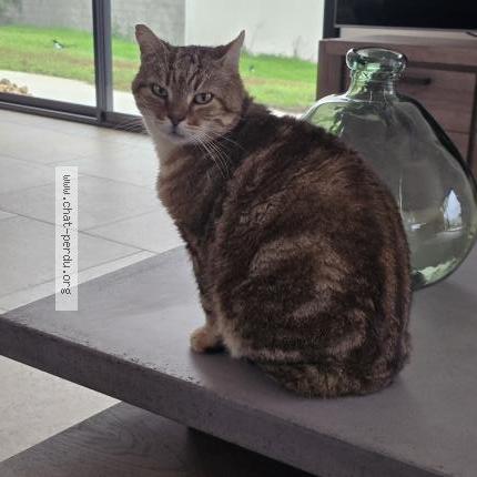 Photo 1/5 PELUCHE Chat perdu à Hanches