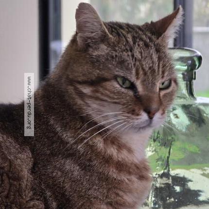 Photo 2/5 PELUCHE Chat perdu à Hanches