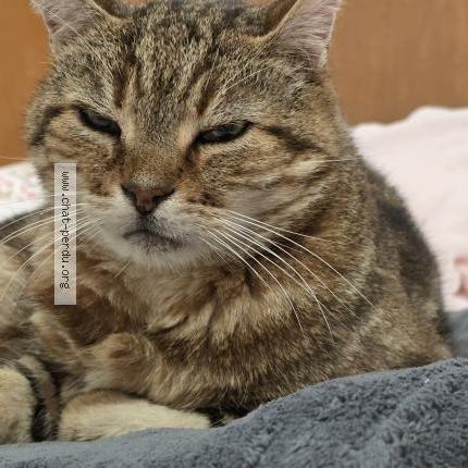 Photo 3/5 PELUCHE Chat perdu à Hanches