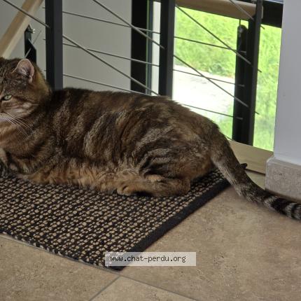 Photo 4/5 PELUCHE Chat perdu à Hanches