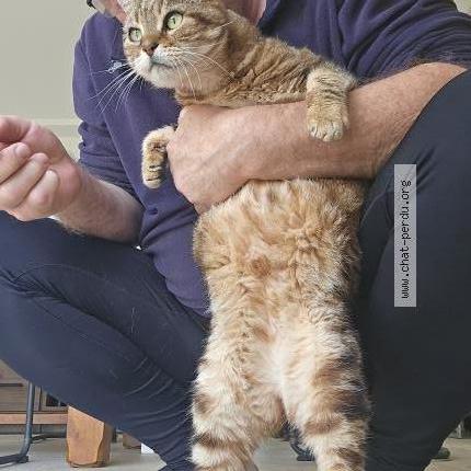 Photo 5/5 PELUCHE Chat perdu à Hanches