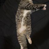 Photo de chat perdu à San Antonio