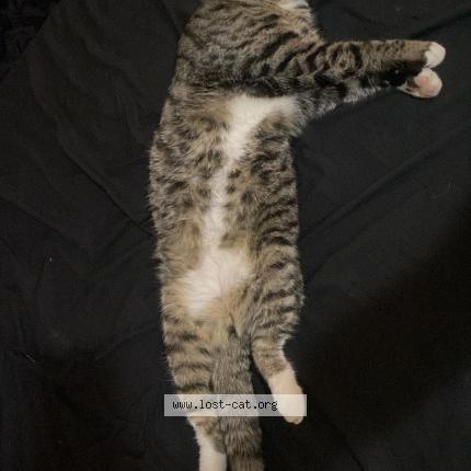 Photo 1/1 Scar Chat perdu à San antonio