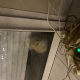 Photo de chat trouvé à Villerbon