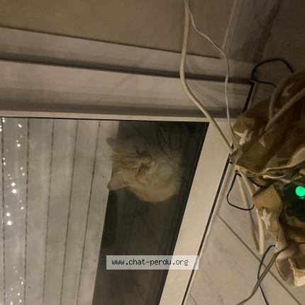 Photo 1/1 Chat trouvé Trouvé à Villerbon