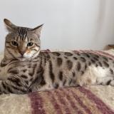 Photo de chat perdu à Paris