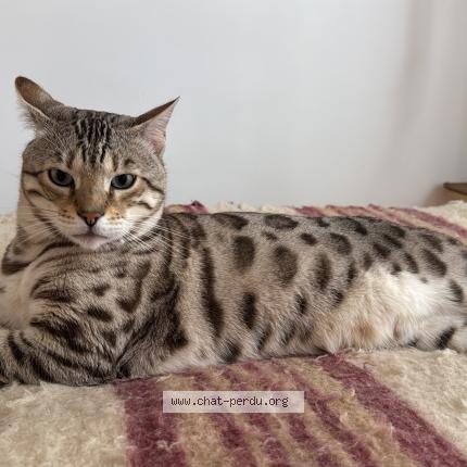 Photo 1/1 RONIN Chat perdu à Paris