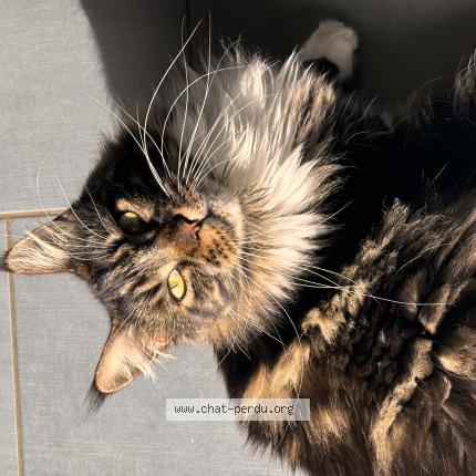 Photo 1/1 Chat retrouvé Perdu à Mirefleurs