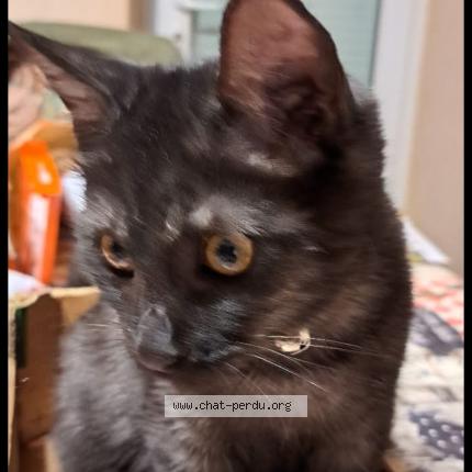 Photo de chat perdu à Saint Louis