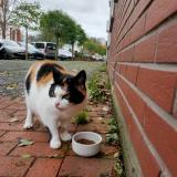 Photo de chat trouvé à Loos