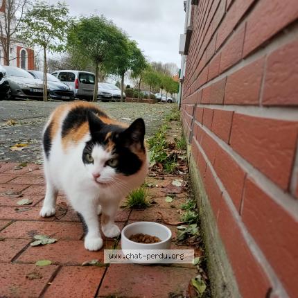 Photo 1/1 Chat trouvé Trouvé à Loos