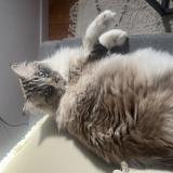 Photo de chat perdu à Cornillon