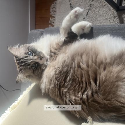 Photo 1/1 Perceval Chat perdu à Cornillon