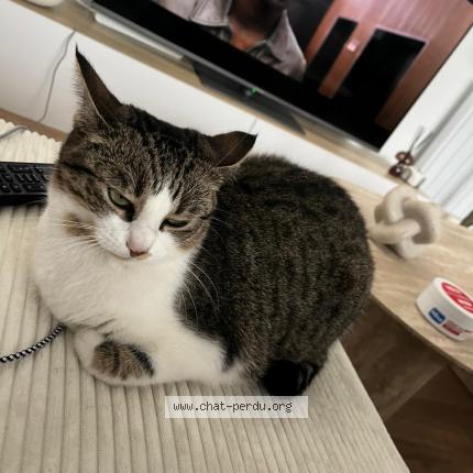 Photo 1/1 Monreo Chat perdu à Lesneven