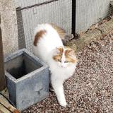 Photo de chat perdu à La Grande Verriere