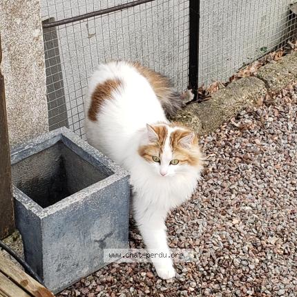 Photo 1/1 Jolie Chat perdu à La grande verriere