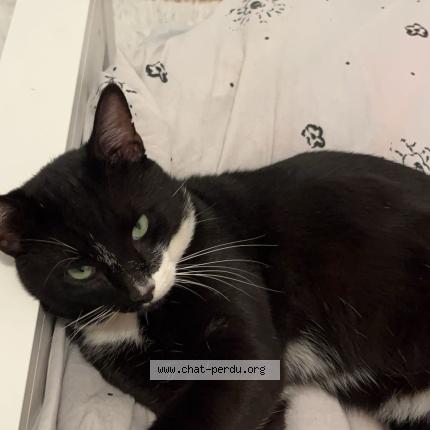 Photo 1/1 Kamikaze Chat perdu à Bruges