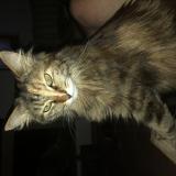 Photo de chat perdu à Lancon