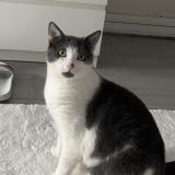 Photo de chat perdu à Montreuil