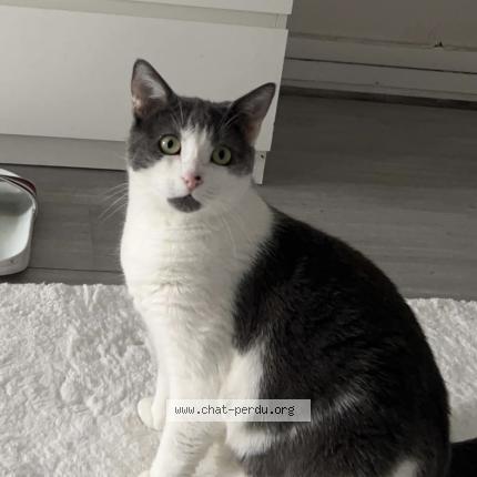 Photo 1/1 Tchika Chat perdu à Montreuil