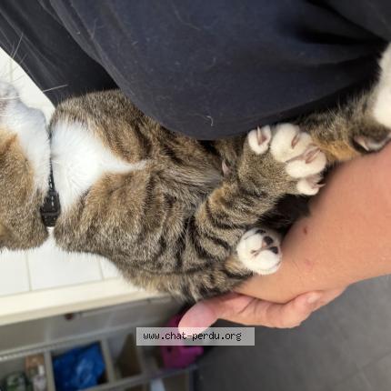 Photo 1/1 Luffy Chat perdu à Saint vivien