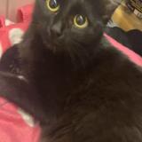 Photo de chat perdu à Marseille