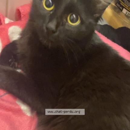 Photo 1/1 L Ochju Chat perdu à Marseille