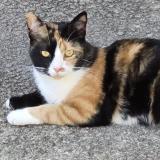 Photo de chat perdu à Tauves