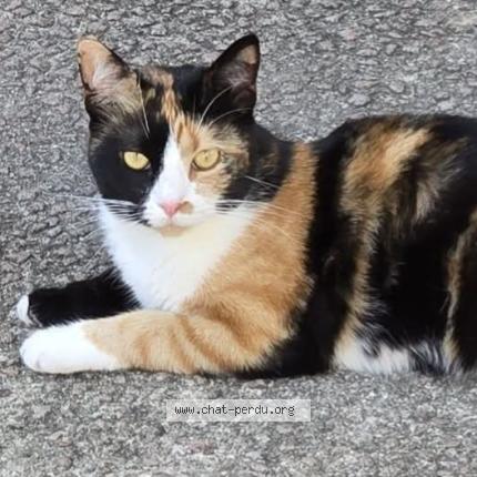 Photo 1/2 Olympe chipoune chipounette Chat perdu à Tauves