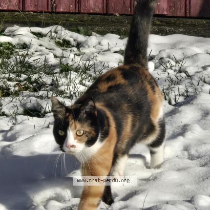 Photo 2/2 Olympe chipoune chipounette Chat perdu à Tauves