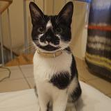 Photo de chat perdu à Le Bugue