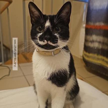 Photo 1/1 Chat retrouvé Perdu à Le bugue