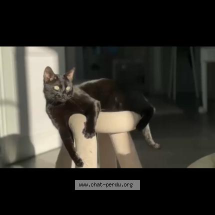 Photo 1/1 chatchat Chat perdu à Hyeres