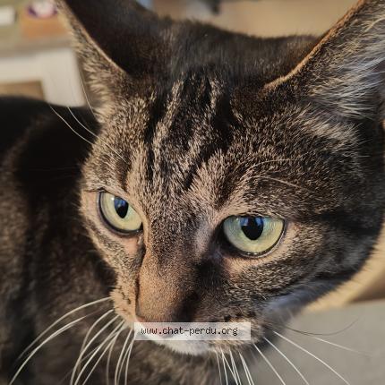 Photo 1/1 Rubis Chat perdu à Tournai