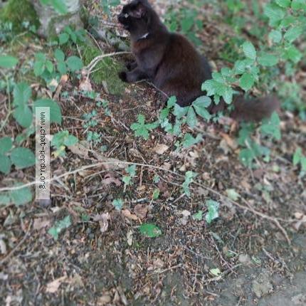 Photo 1/1 DIDOU Chat perdu à Plouguernevel