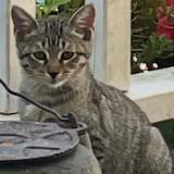 Photo de chat perdu à Gainesville