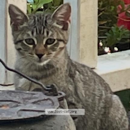 Photo 1/1 Smalls Chat perdu à Gainesville