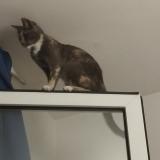 Photo de chat perdu à Carqueiranne