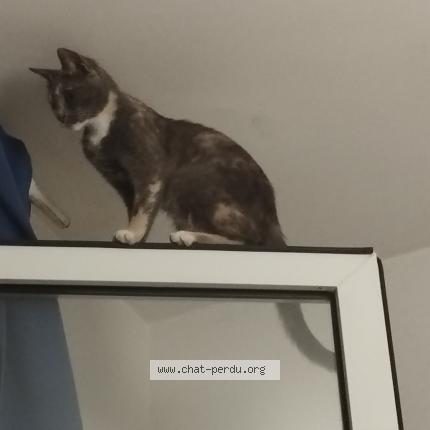 Photo 1/1 Kaya Chat perdu à Carqueiranne