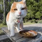 Photo de chat perdu à Gex