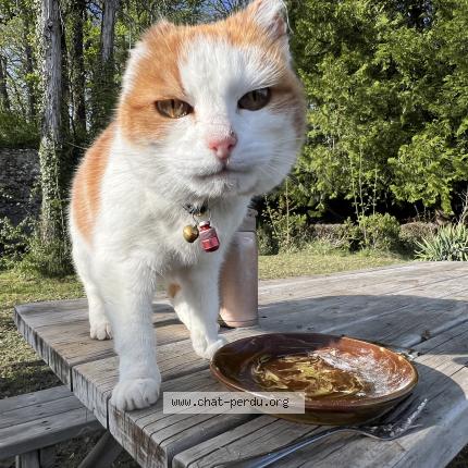 Photo 1/1 B&auml;nz Chat perdu à Gex