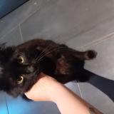 Photo de chat perdu à Corneilhan