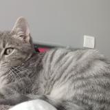 Photo de chat perdu à St Germain Sur Moine