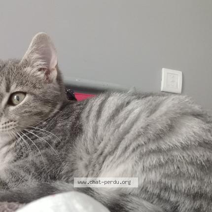 Photo 1/1 Mochi Chat perdu à St germain sur moine