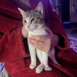 Photo de chat trouvé à Loganville