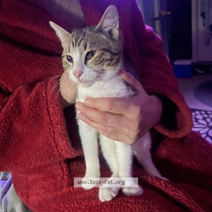 Photo 1/1 Chat trouvé Trouvé à Loganville