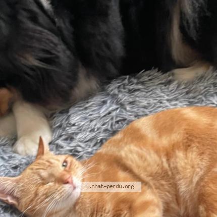 Photo 1/1 Chat retrouvé Perdu à Rozay en brie france