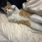 Photo de chat trouvé à Nantes