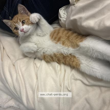 Photo 1/1 Chat trouvé Trouvé à Nantes