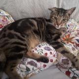 Photo de chat perdu à Orleans